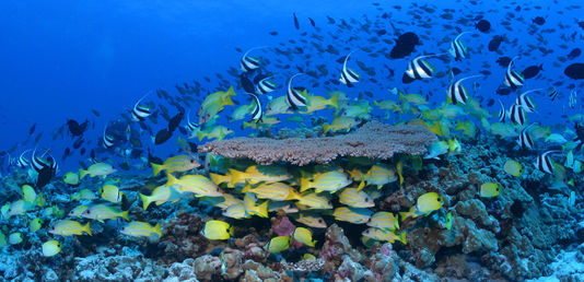 biodiversité marine